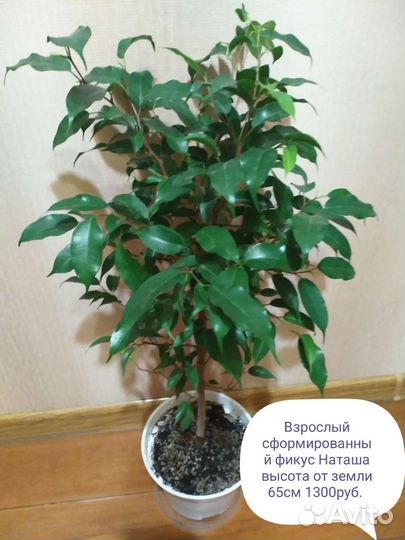 Фикусы Ретуза Гавайская, Али Амстел Грин Голд