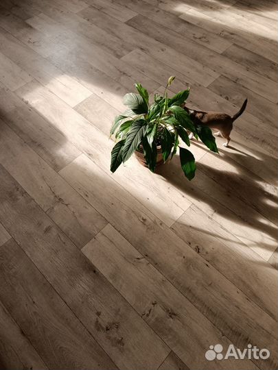 Комнатные цветы