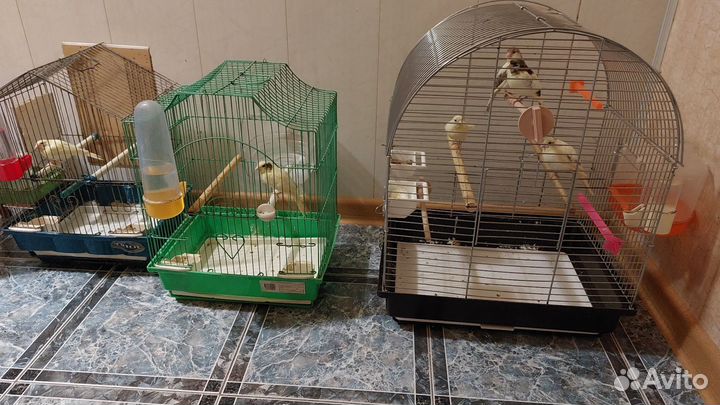 Кенары и канарейки от заводчика
