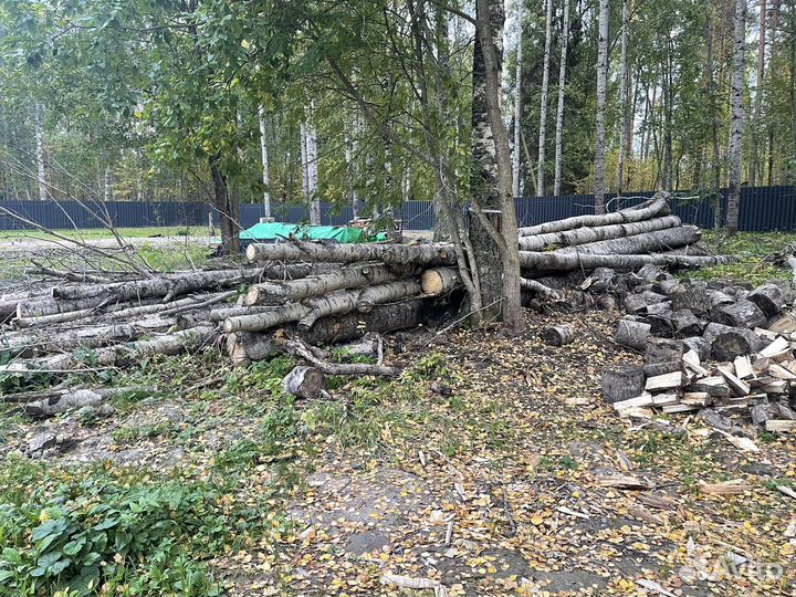 Дрова бесплатно самовывоз (стволы осины)