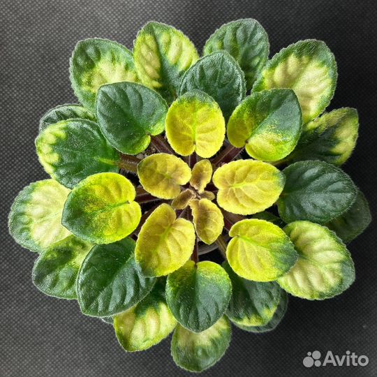 Фиалки сортовые