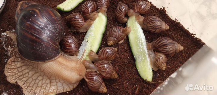 Улитки Ахатины бесплатно