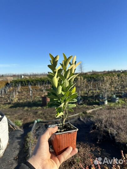 Беремклет Форчуна Ассорти