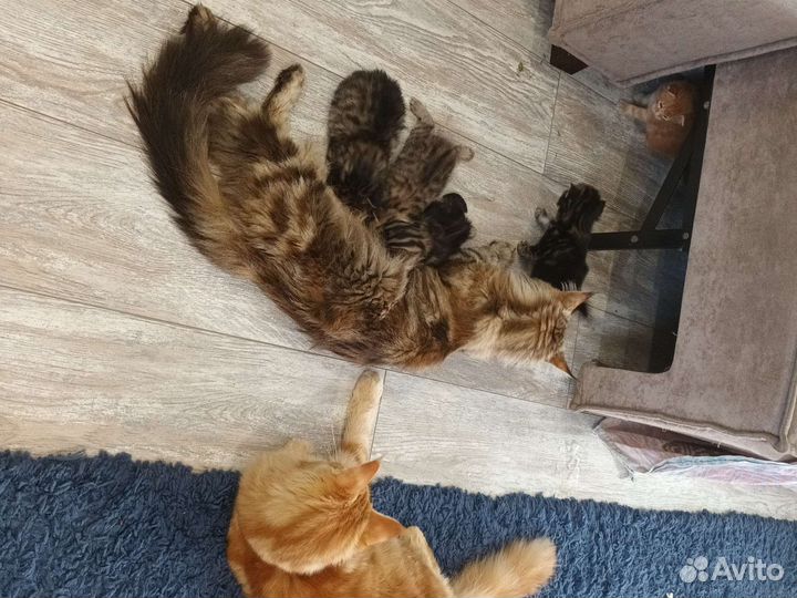 Котята мейн-кун