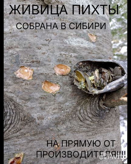 Живица пихты 100%