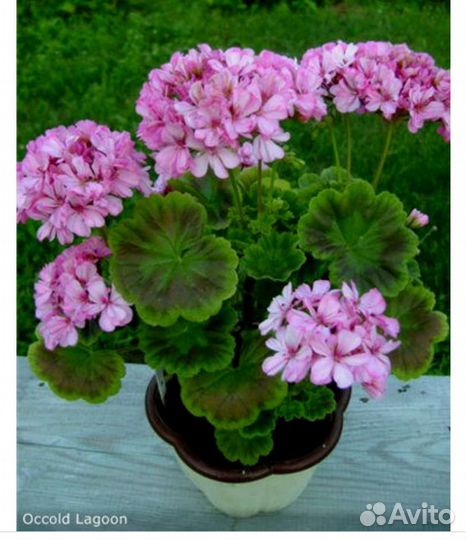 Пеларгония герань Occold Lagoon куст