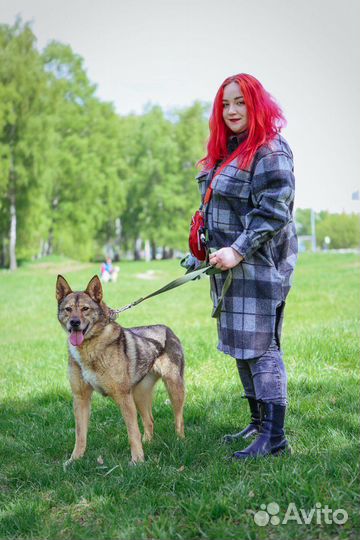 Стеша метис лайки ей очень нужен дом и семья