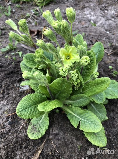 Хосты, примулы