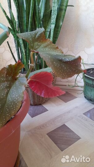 Бегония макулата