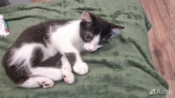 Котята бесплатно