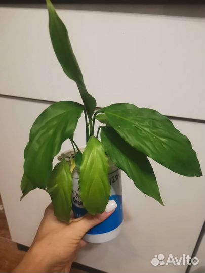 Алоэ, спатифиллум, антуриум