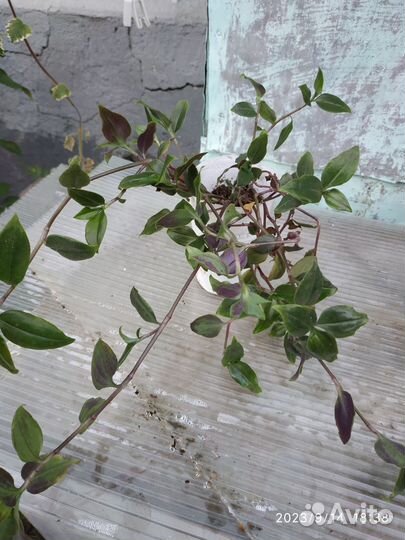 Традесканции