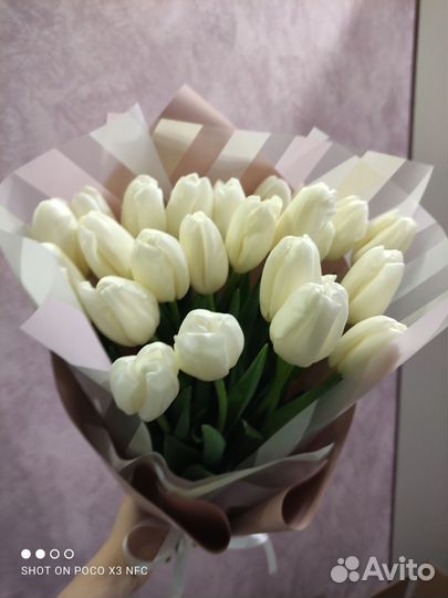 Тюльпаны эксклюзивные сорта к 8 марта