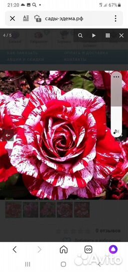 Роза спрейка Арроу Фолиес