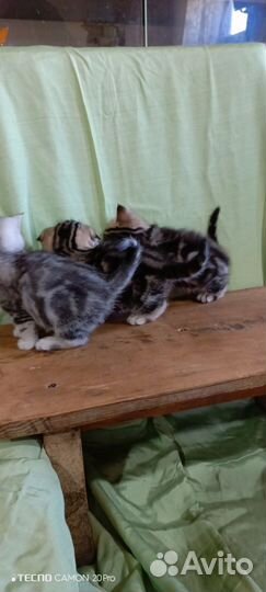 Шотландские котята