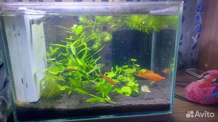 Аквариум