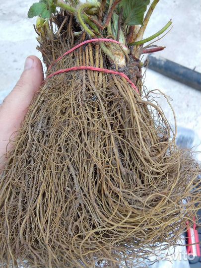 Рассада ремонтантной клубники Кабрилло Мурано