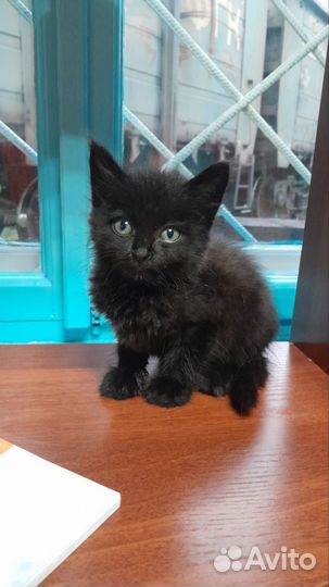 Котенок в дар бесплатно