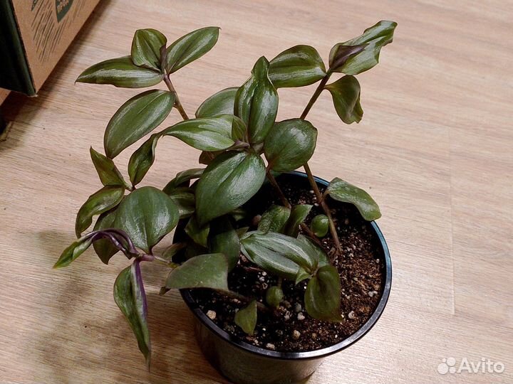 Продам цветы комнатные