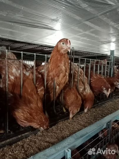 Продаётся молодка, кур несушек Ломан Браун