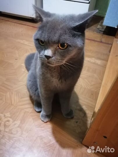 Британская