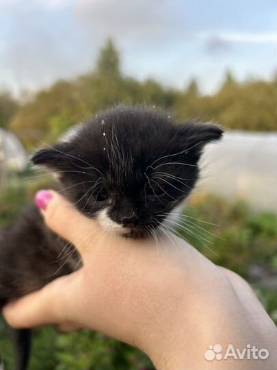 Котята