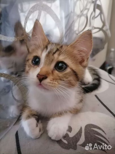 Кошка в дар бесплатно