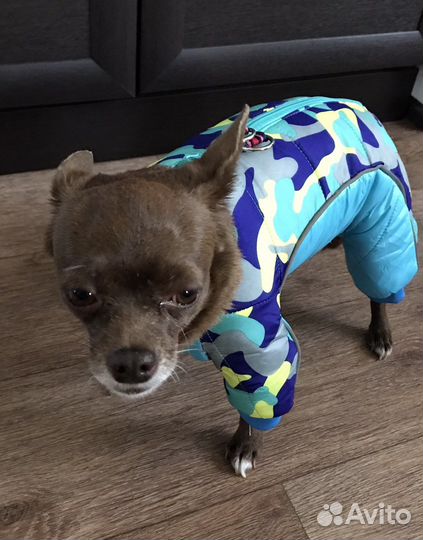 Зимний комбинезон для маленьких собак