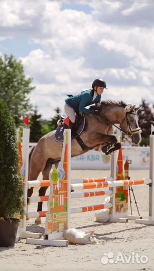 Продается кобыла
