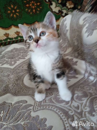 Котята в добрые руки бесплатно