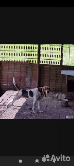 Щенки русской пегой гончей