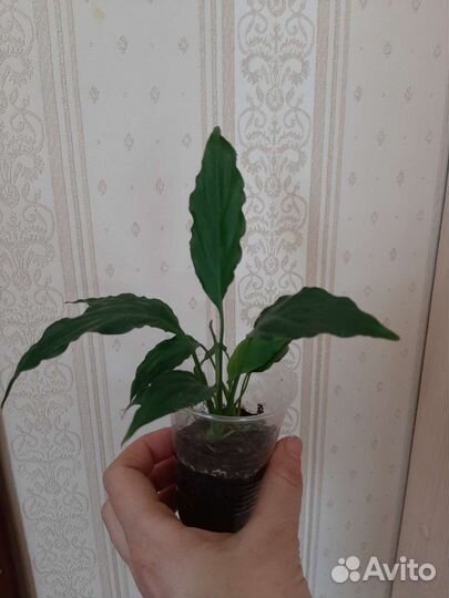 Цветочки комнатные