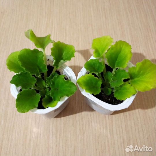 Фиалка химера