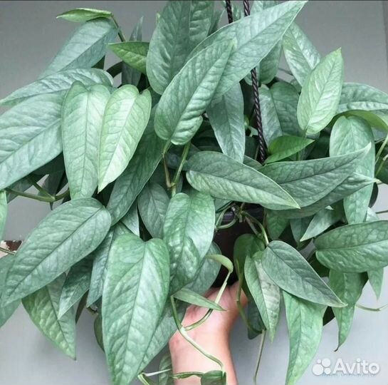 Эпипремнум Себу Блю