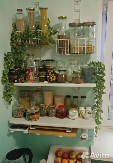 Будра вариегатная