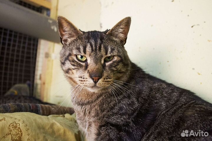 Котик в добрые руки