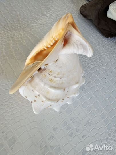 Морские ракушки раковины