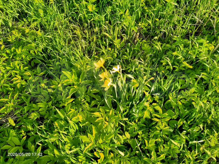 Участок 10 сот. (ИЖС)