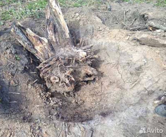 Спил деревьев. Благоустройство участка. Самовывоз