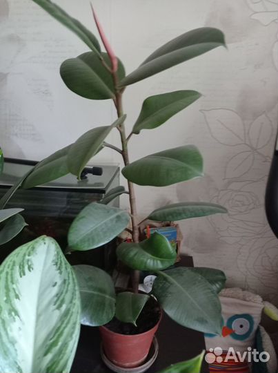 Комнатные растения фикусы Шефлера, Агланема