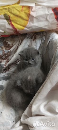 Британские вислоухие котята серые