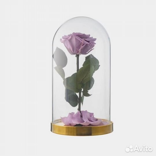 Живая роза в колбе