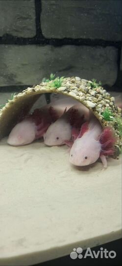Аксолотль