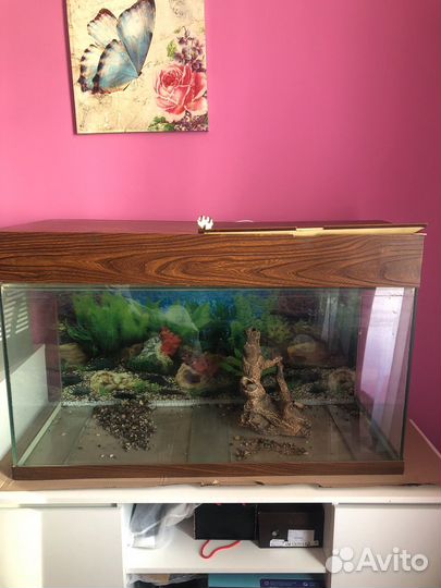 Аквариум 200 л; коряга; креветки; домик для сомика