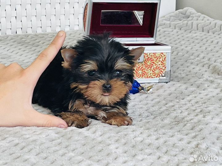 Йоркширский терьер