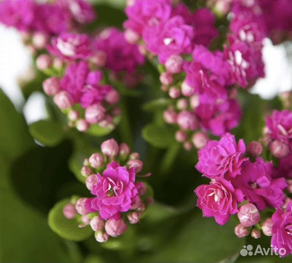 Каланхое розовое