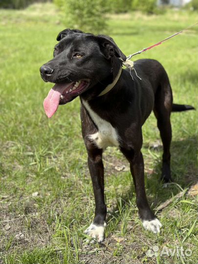 Добрейший пес из приюта в добрые руки