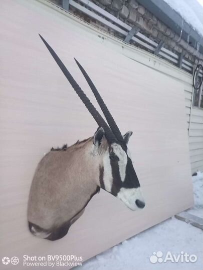 Чучела африканских животных