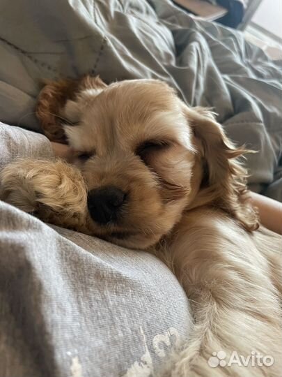 Передержка для собак, грызунов