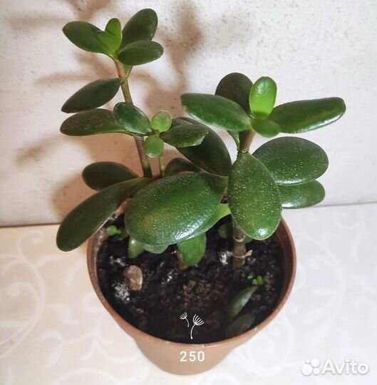 Крассулы разные, перфората, овата, голлум